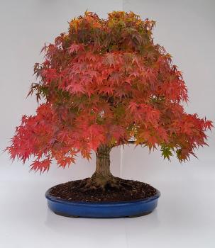 Fächerahorn - Acer palmatum yamamomiji